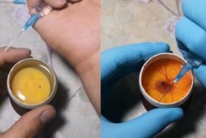 Развитие цыпленка в открытом яйце: наглядно