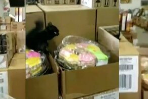 В Канаде белка забежала в магазин и напала на женщину