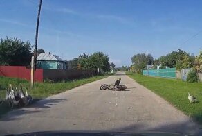 Гуси, гуси, га-га-га! Сельская авария с участием мопеда
