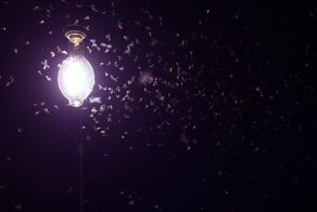 Почему мотыльки летят на свет?