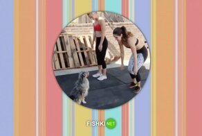 Гифгаф: Такой милоты не покажут по телевизору