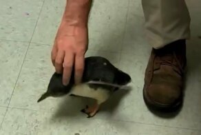 Забавный крошечный пингвин боится щекотки