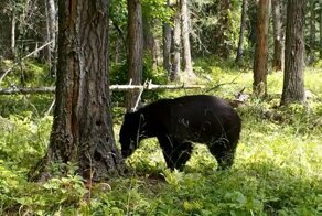 Медведь раскурочил трухлявое дерево в американском парке
