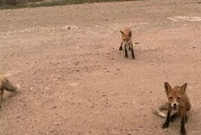 Трое лисят выскочили на дорогу, спасаясь от лесных пожаров