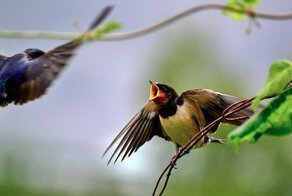 Почему перед дождем ласточки летают низко?