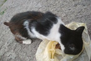 Корм для котов