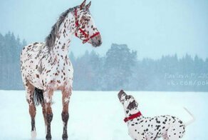В мире животных: родные братья и сестры от разных мам