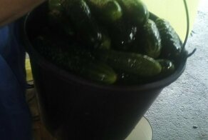 Тайна вкусных квашеных огурцов