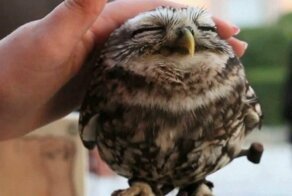 18 фотографий, которыми совы могут гордиться