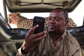 Гепард запрыгнул на крышу машины во время сафари и напугал туристов