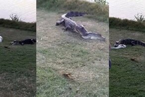 Наглый крокодил украл улов у рыбака