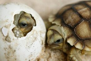 Эволюция подарила черепахам возможность приспособиться к изменениям климата