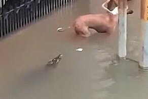 Крокодил преследует собаку на затопленной улице