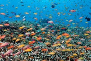 Красоты Большого Барьерного рифа