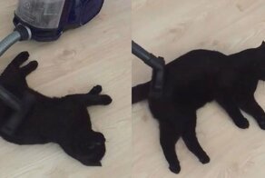 Кот балдеет когда его пылесосят