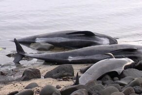 20 китов погибли после того, как выбросились на берег в Исландии