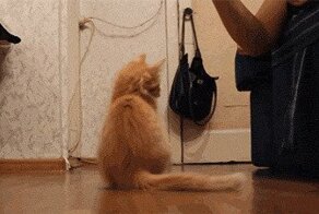 Кошачьи гифки