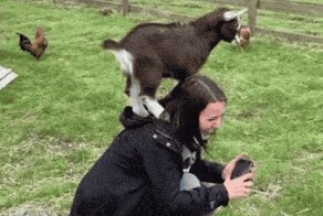 Козлиные гифки