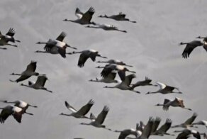 «И превратились в белых журавлей…»: история самой грустной военной песни в СССР