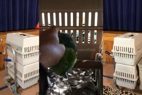 Птица плачет, как ребенок, чтобы привлечь к себе внимание