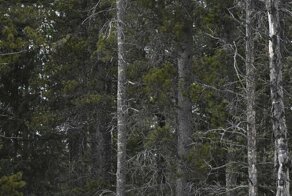 Фотограф заснял сову на дереве, и маскировке этой птички позавидует любой ниндзя