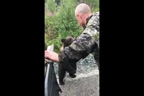 Пьяный рыбак решил погладить медвежонка и чуть не лишился руки