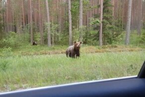 «Российские агрессоры» в Прибалтике: в эстонскую Валгу проникло двое медвежат из Пскова