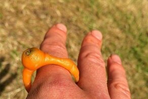 20 забавных фруктов и овощей, которые заставят смеяться в голос