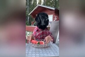 Пес полакомился арбузом "по-человечьи"