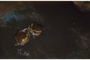 Нешуточный бой двух лягушек