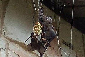 Гигантский паук поймал в свои сети летучую мышь