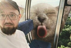 Там, где тебя ожидают коты