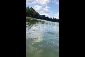 Турист снял на видео крупную щуку-каннибала