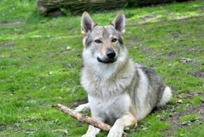 10 пород собак, о которых вы, возможно, даже не слышали