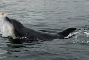 Дельфин устроил представление для туристов