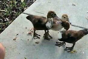 Встреча утят со своим братом, вернувшимся из клиники