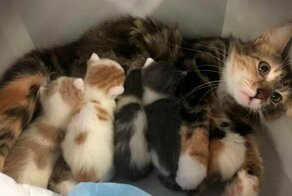 40 мемов от убежденных чайлдфри