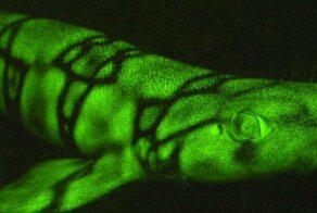 Ученые выявили у глубоководных акул новый механизм флуоресценции