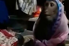 Видео: обезьяна передразнивает женщину, закутавшись в ее шаль