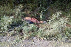 Медведь убил грибника на окраине поселка в Хабаровском крае