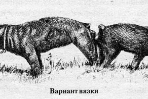 Почему собаки склеиваются?
