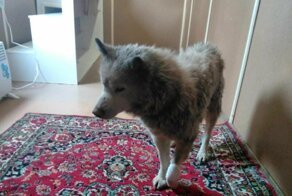 Жил-был пёс. История в картинках