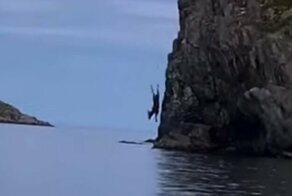 В Канаде сняли прыгающего со скалы в воду лося
