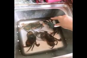 Не суй пальцы куда попало!