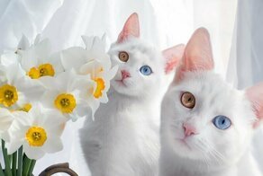 Знакомьтесь, кошки-близнецы из Санкт-Петербурга Айрис и Абис