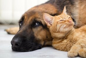 Почему собаки не любят кошек?