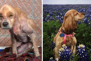 До и после: душераздирающие примеры перевоплощения собак, которые обрели любящих хозяев