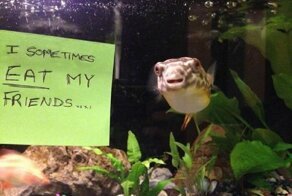 Рыбы, которым должно быть стыдно