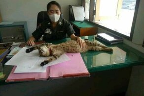 Кот несет службу вместе с полицейскими