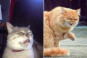 Кошки в момент чихания - это то еще зрелище